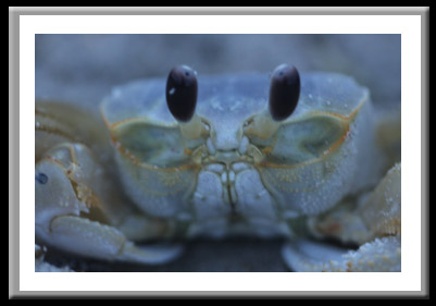 Crab Up Close and Personal